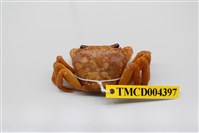 藏品(拉氏清溪蟹)的圖片